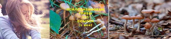 индика Алзамай